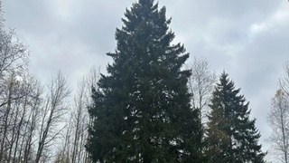 Главная ель / Фото: пресс-служба Управления делами президента