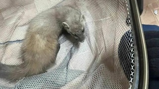 Лесная куница / Фото: Поисково-спасательная служба Удмуртии