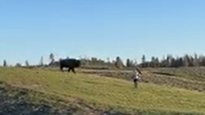 Бизон и туристы в нацпарке / скрин из видео 