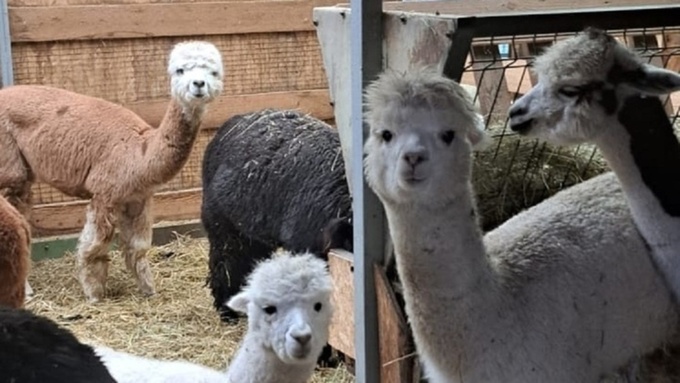 Альпаки / Фото:  страница директора барнаульского зоопарка Сергея Писарева во "ВКонтакте"