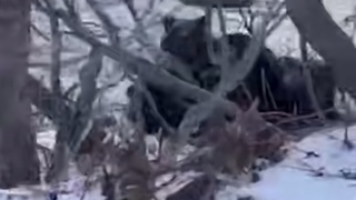 Медведи кушают рыбу / Кадр из видео: Amur Mash