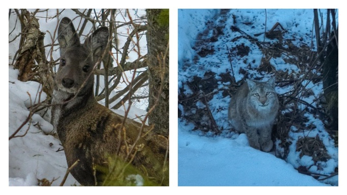 Рысь и ее добыча / Фото: Роман и Татьяна Воробьевы