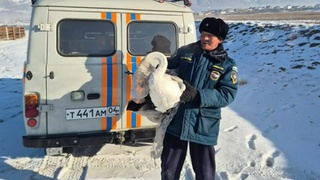 Спасенный лебедь / Фото: МЧС Республики Алтай