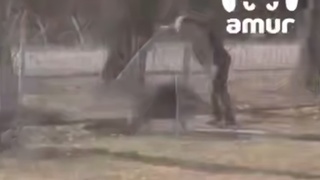 Схватка кабана и сторожа / Кадр из видео: Amur Mash