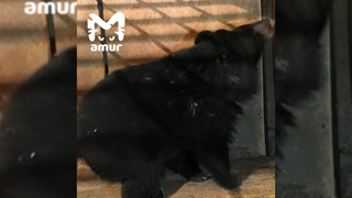 Гималайская медведица / Фото: Amur Mash