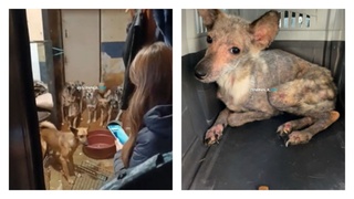 Истощенные собаки / Фото: 