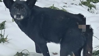 Облитая кипятком собака / Фото: "КП Барнаул"
