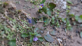 Цветущие анютины глазки / Фото: "Барнаул 22"