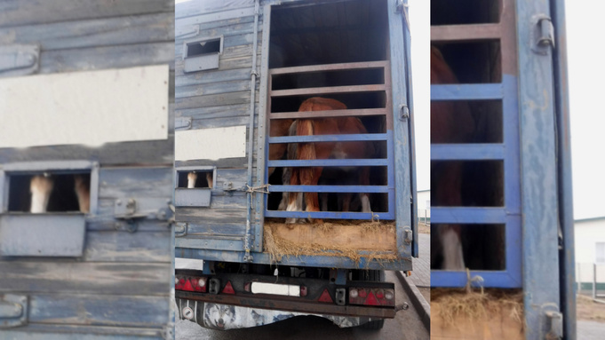 Вывозимые лошади / Фото: Алтайская таможня