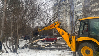 Снос аварийных деревьев / Фото: мэрия Барнаула