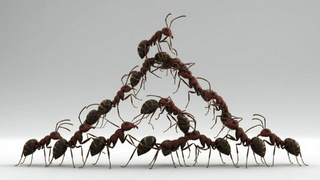 Дрессированные муравьи / Изображение сгенерировано Алиса AI / amic.ru