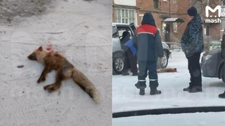 Убитая лиса / Фото: Telegram-канал Mash