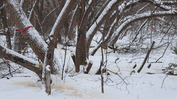 Вырубка деревьев в парке им. Ленина в Барнауле / Фото: amic.ru