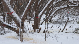 Вырубка деревьев в парке им. Ленина в Барнауле / Фото: amic.ru
