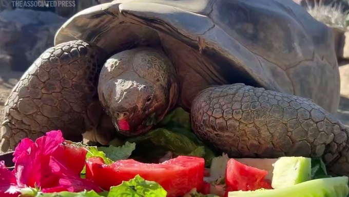 Черепаха Бабуля / Кадр из видео: 