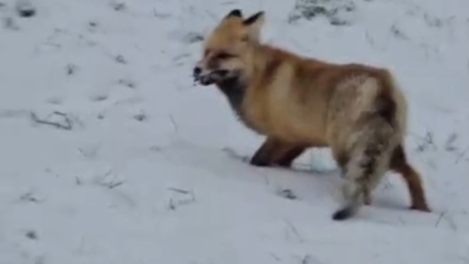 Лиса на охоте / Кадр из видео: 