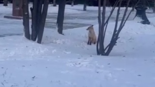 Лиса в Нагорном парке / Кадр из видео: "Катунь 24"