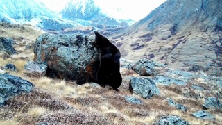 Медведь почесывает спинку / Фото: кадр из видео "Друзья снежного барса"