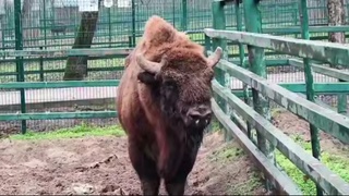 Краснокнижный зубр / Фото: кадр из видео Telegram-канала Сергея Писарева