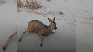 Косуля в беде / Кадр из видео: amic.ru