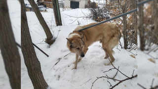 Спасенная собака / Фото: "В курсе 22"