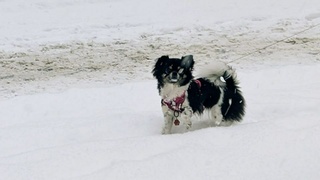 Заснеженный Барнаул / Фото: amic.ru / Екатерина Смолихина  