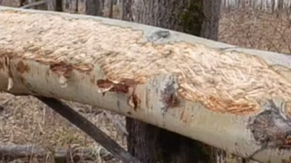 Метки лося на дереве / Кадр из видео t.me/upr_zhivmir