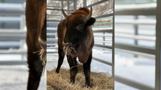 Зубр Мурашик / Фото: Барнаульский Зоопарк