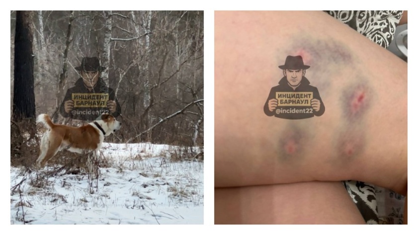 Агрессивный алабай / Фото: "Инцидент Барнаул"