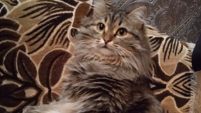 Пропавший кот / Фото: "КП-Новосибирск"