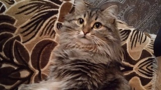 Пропавший кот / Фото: "КП-Новосибирск"