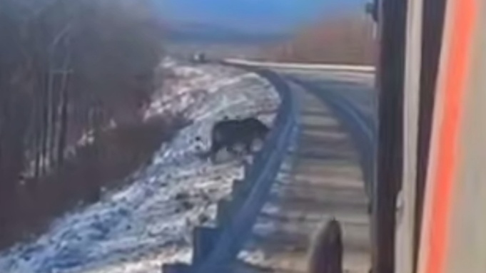 Тигр стоит у трассы / Кадр из видео: Amur Mash