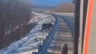 Тигр стоит у трассы / Кадр из видео: Amur Mash