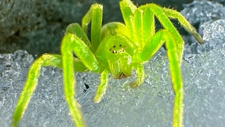 Ярко-зеленый паук / Фото: Роман и Татьяна Воробьевы