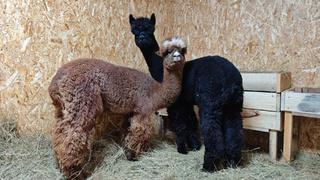 В зоопарк привезли альпак / Фото: "Барнаульский зоопарк"