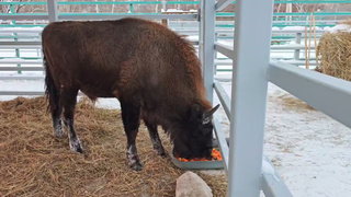 Зубр в барнаульском зоопарке / Фото: скриншот из видео зоопарка "Лесная сказка" 