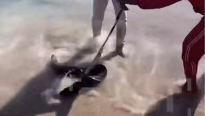 Кадр из видео / Telegram-канал Shot