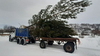 Пересадка хвойных деревьев / Фото предоставлено компанией