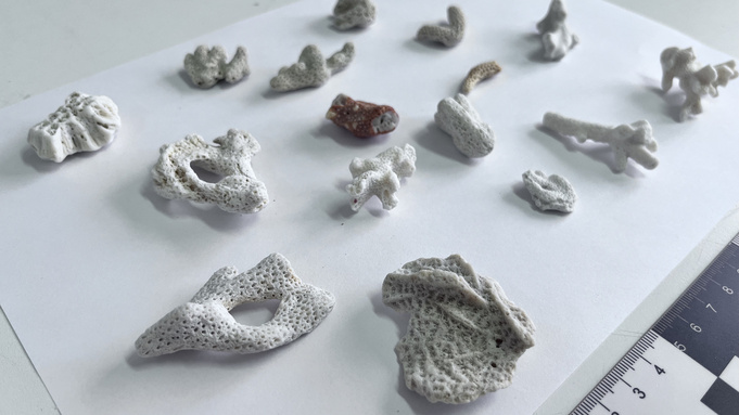 Кораллы из багажа туриста / Фото: Сибирское таможенное управление