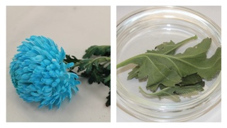 Зараженные цветы из Китая / Фото: ЦОК АПК