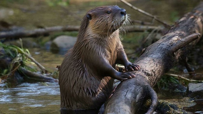 Бобр / Изображение сгенерировано с помощью нейросети GigaChat / amic.ru
