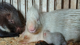 Детеныши дикобраза / Фото: Барнаульский зоопарк