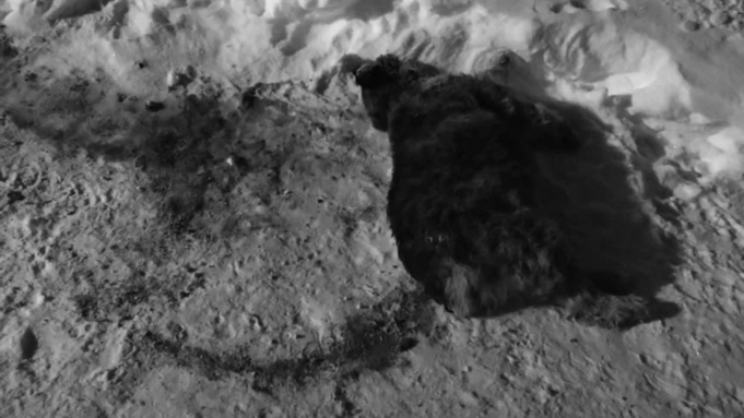 Убитая собака в районе Заимка / Фото: "Республика Алтай в Telegram"