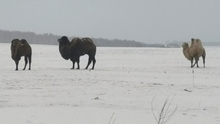 Верблюды в Тюменцевском районе / Фото: amic.ru