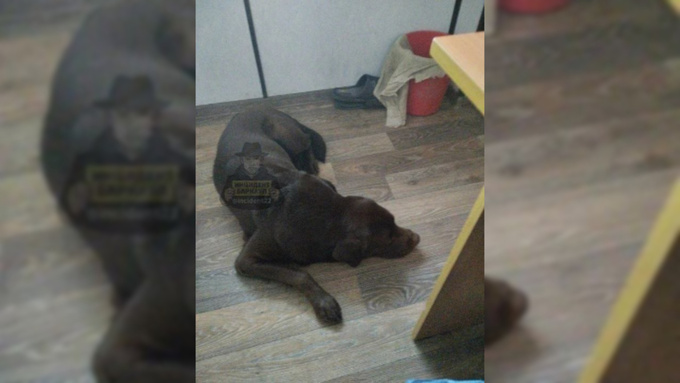 Брошенная собака / Фото: "Инцидент Барнаул"