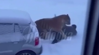 Нападение тигра / Кадр из видео: Readovka