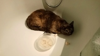 В Новосибирске нашли дом для дикой кошки / Фото: предоставлено приютом "Наследие Бастет"