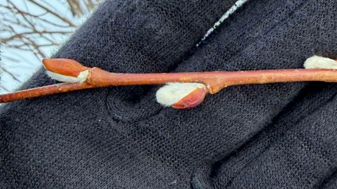 Распускающаяся верба на Алтае / Фото: Telegram-канал "В курсе 22"