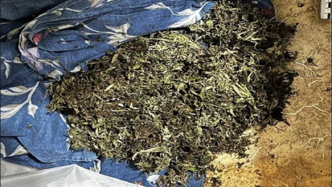 Марихуана сушится на полу / Фото: ГУ МВД по Алтайскому краю 