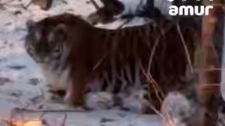 Амурский тигр / Кадр из видео: Amur Mash